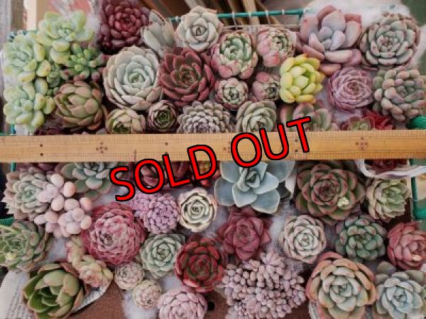 画像5: 韓国苗41種お愉しみセット（21-2）