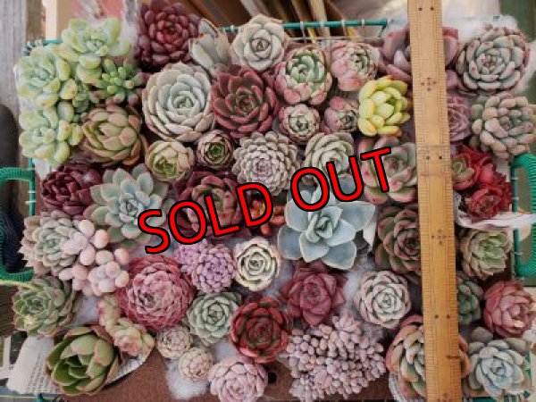 画像3: 韓国苗41種お愉しみセット（21-2）