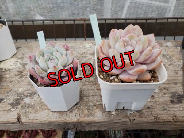 画像2: ピンクモンロー（21-3）