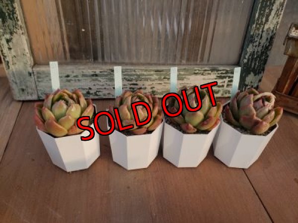 画像2: ジリアン（21-3）