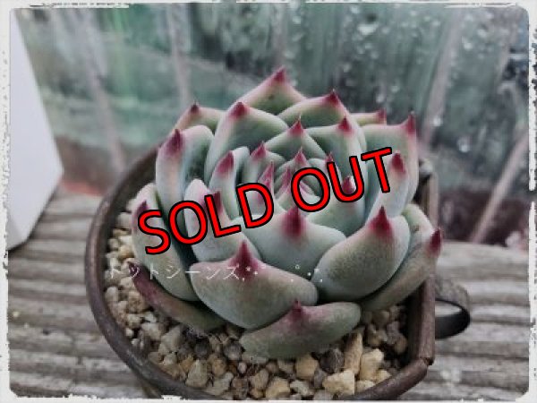 画像2: シモヤマコロラータ（21-3）