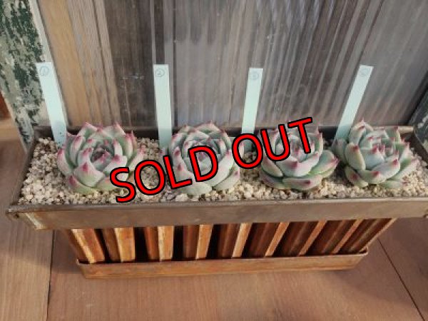 画像3: シモヤマコロラータ（21-3）