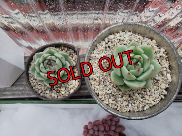 左/ブルーマウンテン、　右/ムーンライト