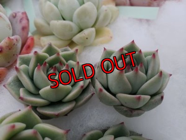 画像2: ブルーマウンテン（21-3）