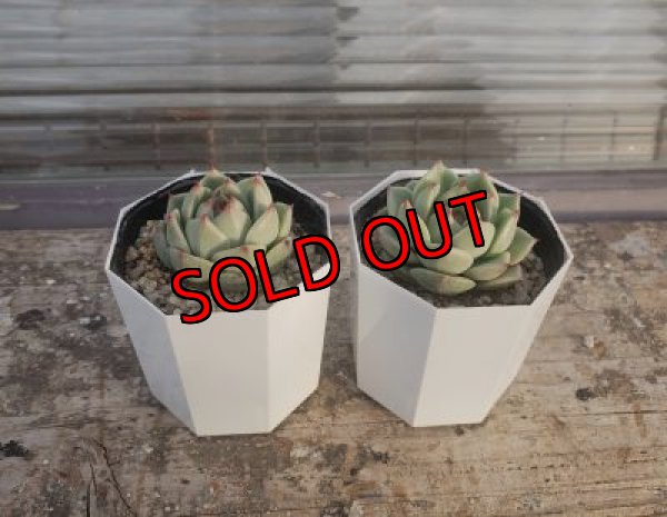 画像3: ブルーマウンテン（21-3）