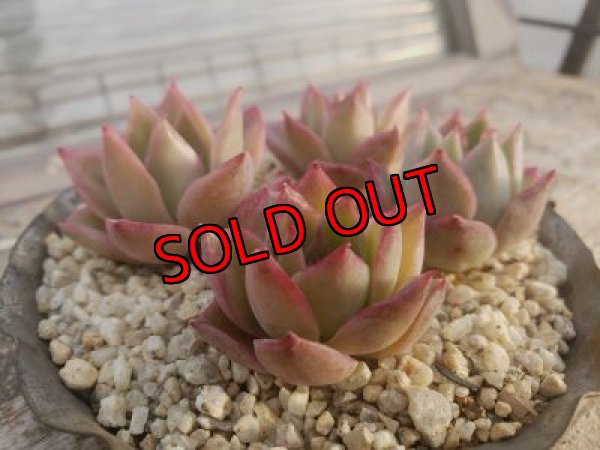 画像3: ピンクの妖精（21-3）