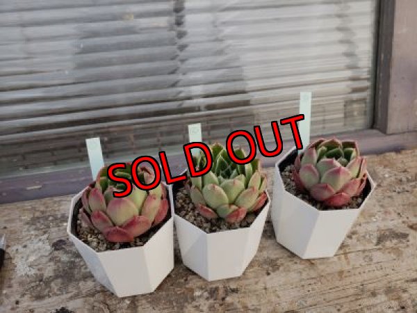 画像6: ロンギシマ✕レモンベリー（21-3）