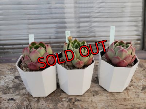 画像2: ロンギシマ✕レモンベリー（21-3）