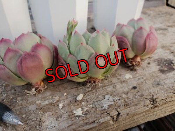 根っこがでています。