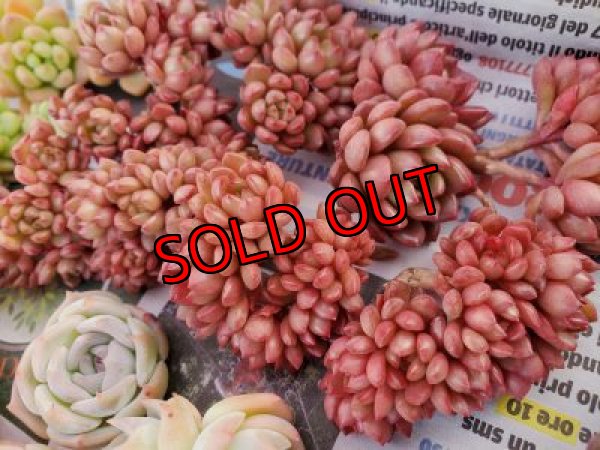 画像3: ピンクルルビー（21-4）