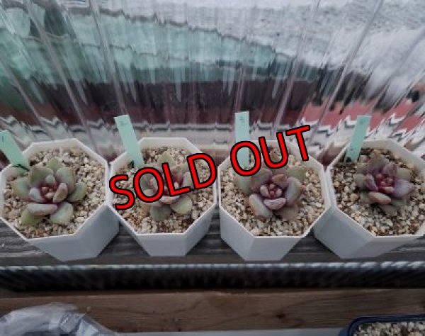 画像2: ドイツシャンペーン（21-4）