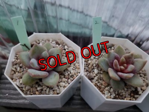 画像3: ドイツシャンペーン（21-4）