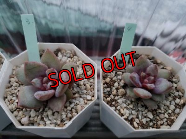 画像4: ドイツシャンペーン（21-4）