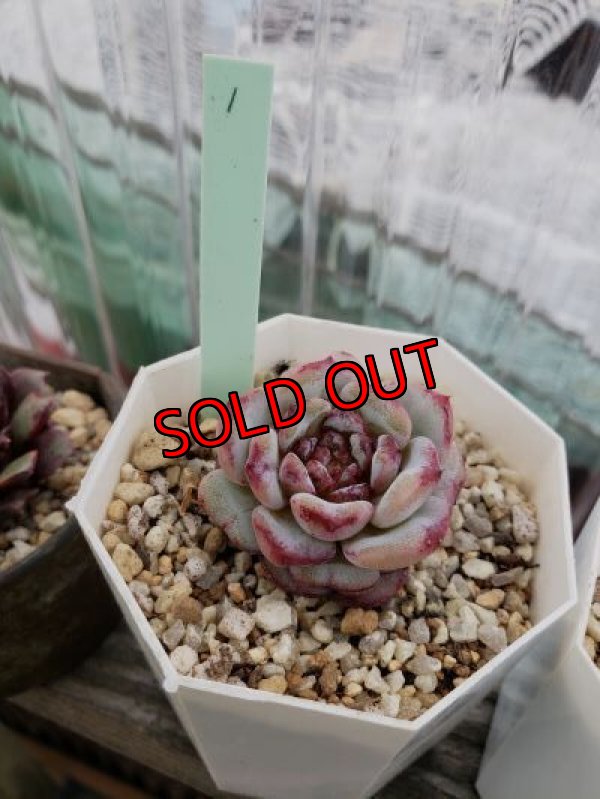 画像4: レッドベルベット（21-4）