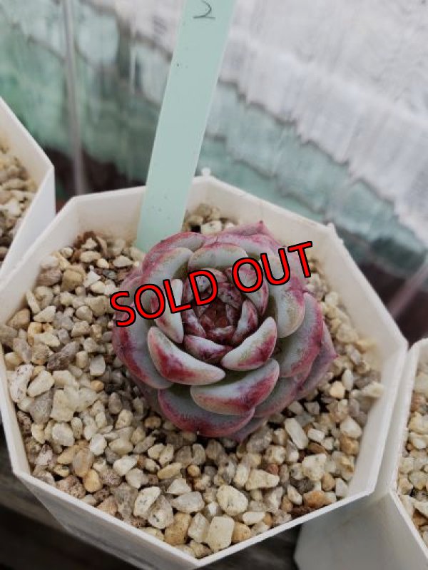 画像5: レッドベルベット（21-4）