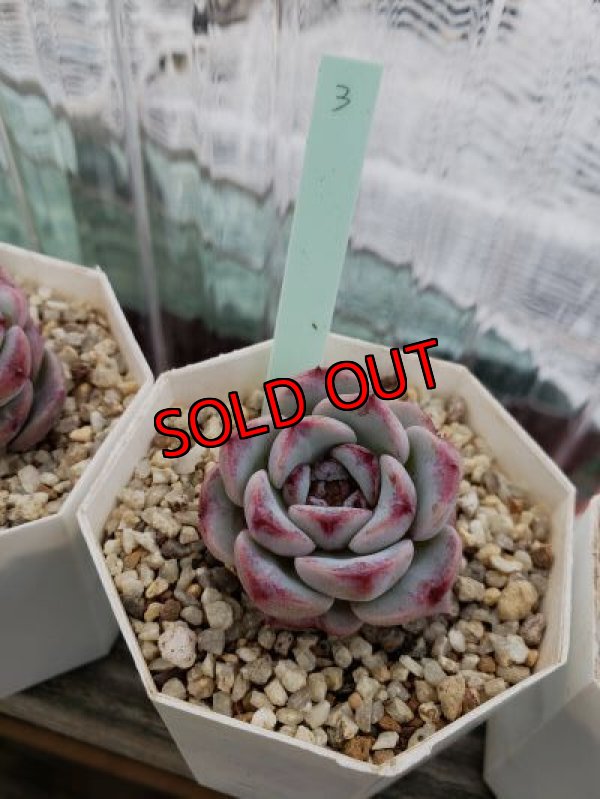 画像6: レッドベルベット（21-4）