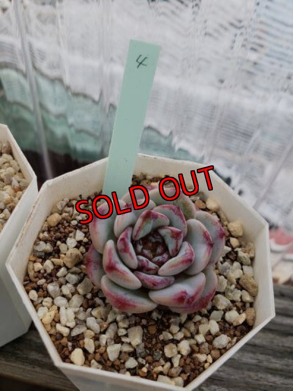 画像7: レッドベルベット（21-4）