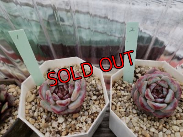 画像2: レッドベルベット（21-4）