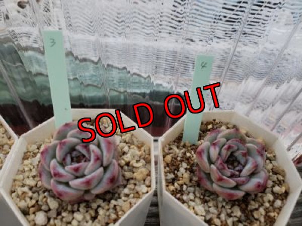 画像3: レッドベルベット（21-4）