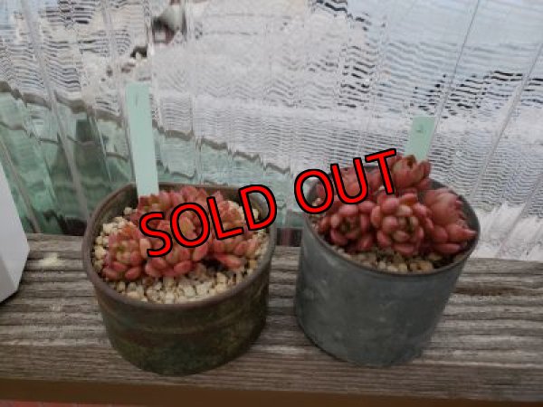 画像2: ピンクルルビー（21-4）