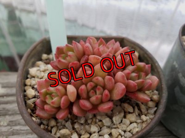 画像4: ピンクルルビー（21-4）