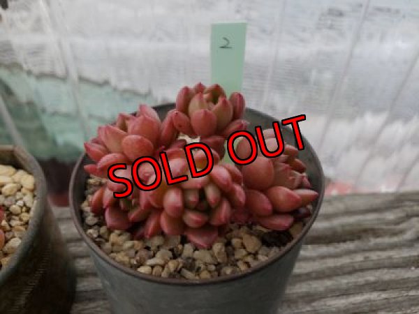 画像5: ピンクルルビー（21-4）