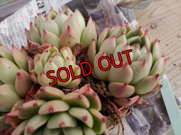 画像5: 【新品種】シエラ✕ギルティー群生株 5H/(4)（21-4）