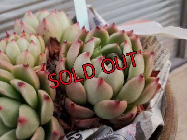 画像2: 【新品種】シエラ✕ギルティー群生株 5H/(4)（21-4）