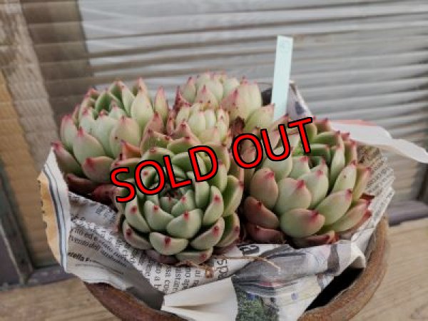 画像4: 【新品種】シエラ✕ギルティー群生株 5H/(4)（21-4）