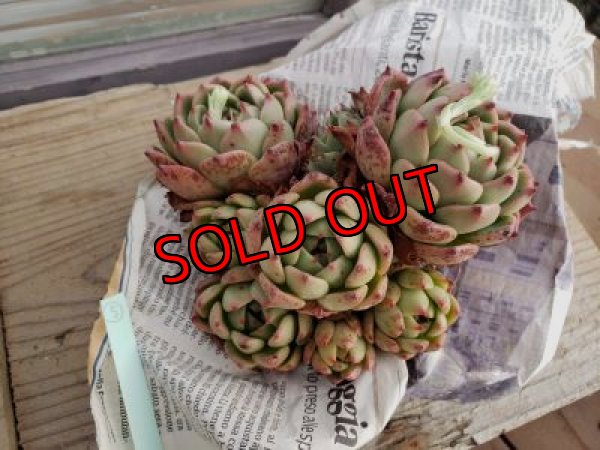 画像7: 【新品種】シエラ✕ギルティー群生株 7H/(5)（21-4）