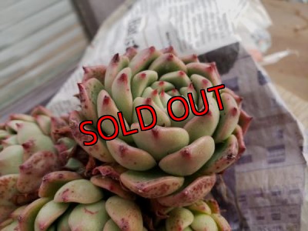 画像6: 【新品種】シエラ✕ギルティー群生株 7H/(5)（21-4）