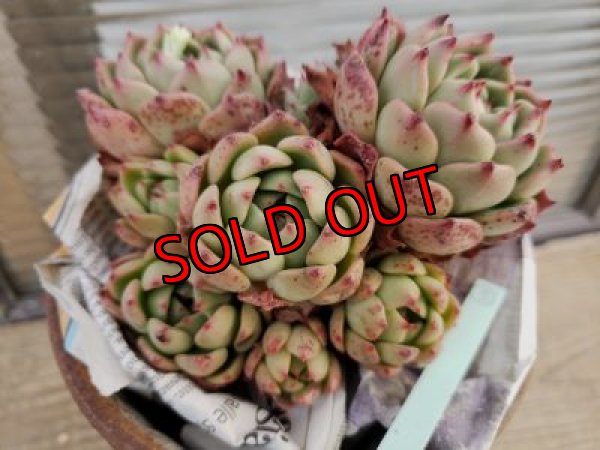 画像5: 【新品種】シエラ✕ギルティー群生株 7H/(5)（21-4）