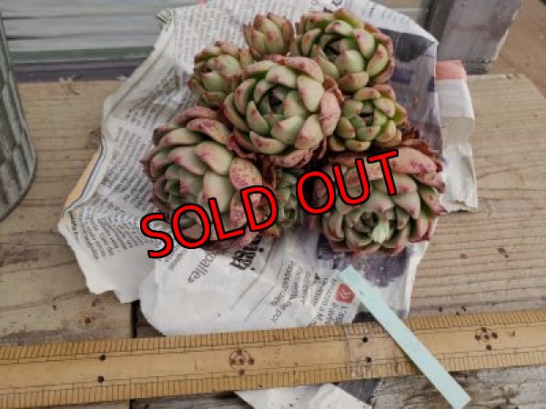 画像2: 【新品種】シエラ✕ギルティー群生株 7H/(5)（21-4）