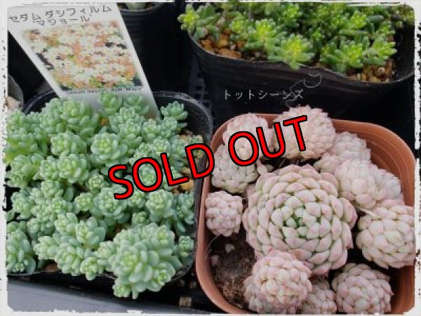 画像2: 【限定】2021年トットの春のセダム祭り-A（21-4）