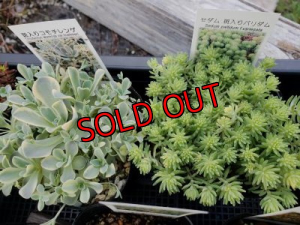 画像4: 【限定】2021年トットの春のセダム祭り-A（21-4）