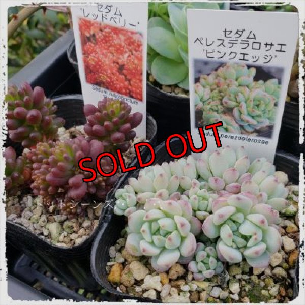 画像3: 【限定】2021年トットの春のセダム祭り-B（21-4）