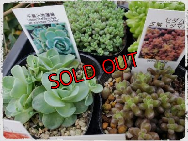 画像5: 【限定】2021年トットの春のセダム祭り-B（21-4）