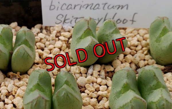 画像4: bicarinatum Skittery kloof /2H　【21-10/A】