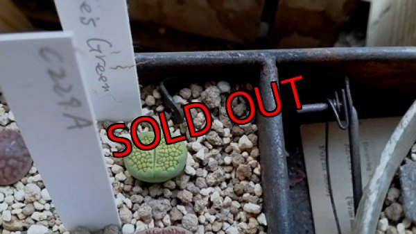 画像5: Sakkies Green`ss 【20-9-28】