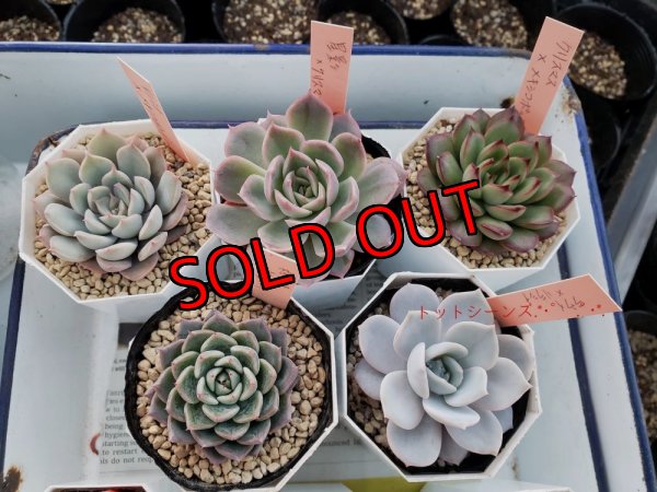 19種の韓国苗に+1品種　トット実生苗が入ります。