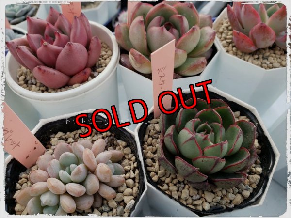 画像4: 福/竹☆韓国苗スペシャルセット-13種（12+1品種）22-1