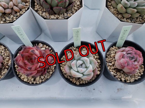 画像8: 福/竹☆韓国苗スペシャルセット-13種（12+1品種）22-1