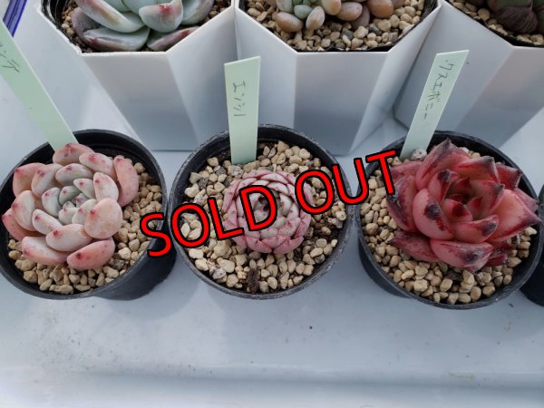 画像7: 福/竹☆韓国苗スペシャルセット-13種（12+1品種）22-1