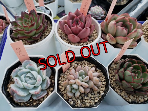 画像6: 福/竹☆韓国苗スペシャルセット-13種（12+1品種）22-1