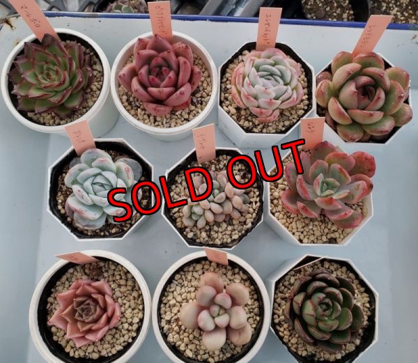 こちらは2寸ポットです。