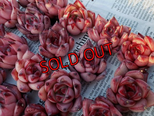 画像5: 福/竹☆韓国苗スペシャルセット-13種（12+1品種）22-1