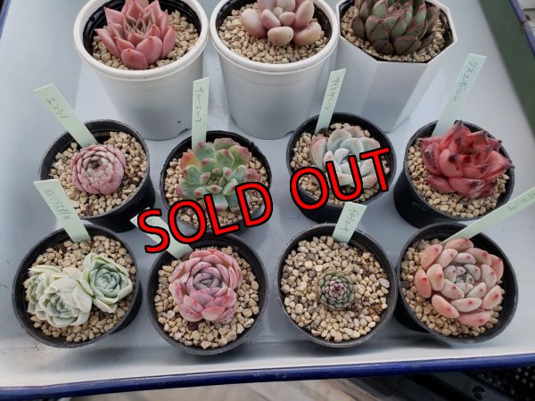 少し小さ目の5cmポットです。