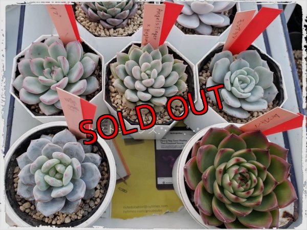 12種（固定）にこちらの苗+1種が入ります。