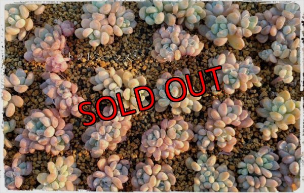 画像7: 福/松☆韓国苗スペシャルセット-7（22-1）