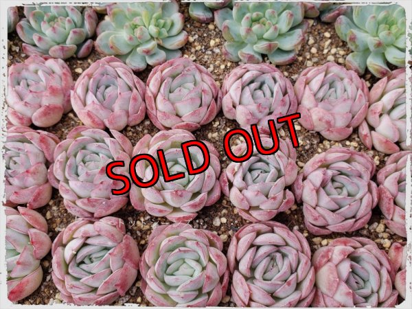 画像4: 福/松☆韓国苗スペシャルセット-7（22-1）